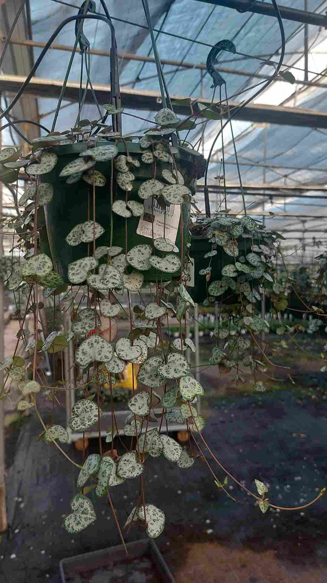 CEROPEGIA WOODII C15 - COLGANTE